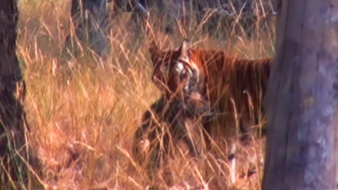 A tiger in long grass